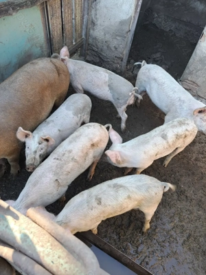 De vânzare!!! Purcei Landraș  - imagine 2