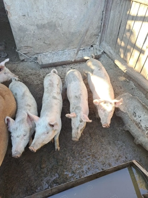 De vânzare!!! Purcei Landraș  - imagine 4