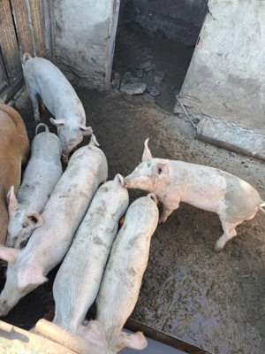 De vânzare!!! Purcei Landraș  - imagine 5