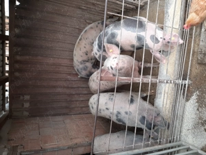 De vânzare porci cu greutate între 140-180 kg pentru mai multe detalii sunați la nr de telefon 