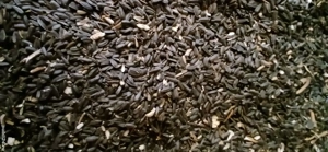 griu 2024  floarea soarelui 2025