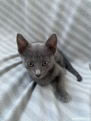 Pisicuță Albastru de Rusia (RUS a), femelă   2 luni