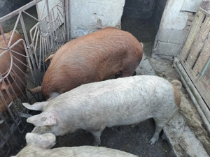 De vanzare!! Porci Duroc  - imagine 2