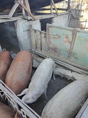 De vanzare!! Porci Duroc  - imagine 4