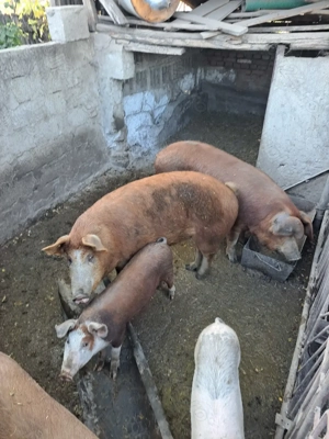 De vanzare!! Porci Duroc  - imagine 3