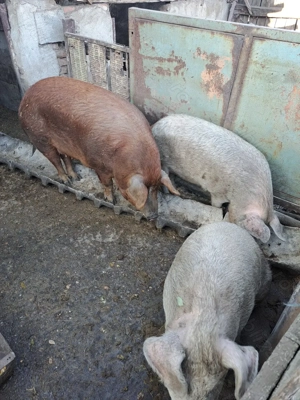 De vanzare!! Porci Duroc 