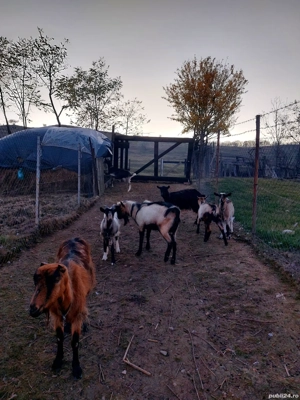 Vand echipa de 6 capre si 1 tap