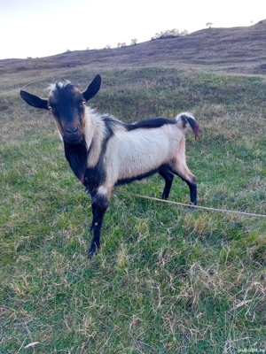 Vand echipa de 6 capre si 1 tap - imagine 4