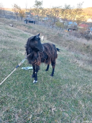 Vand echipa de 6 capre si 1 tap - imagine 5