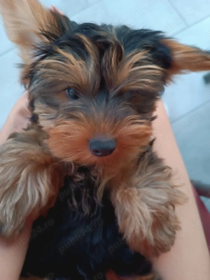 Spre vânzare cățelușă 