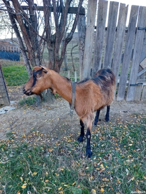 Vand echipa de 6 capre si 1 tap - imagine 3