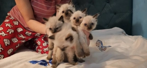 Pisicuțe birmaneze  - imagine 4