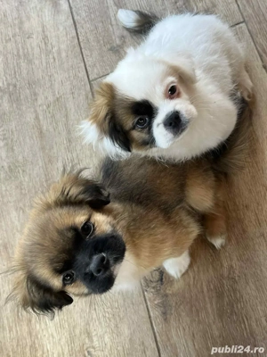 Pui Shih Tzu de vânzare băiețel& fetiță - imagine 2