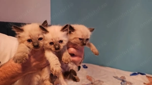 Pisicuțe birmaneze  - imagine 3