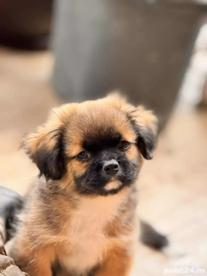 Pui Shih Tzu de vânzare băiețel& fetiță - imagine 3