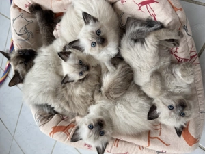 Pisicuțe birmaneze  - imagine 5