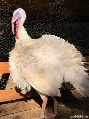 curcani de vanzare - imagine 2