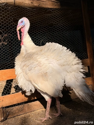 curcani de vanzare - imagine 5