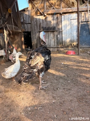 curcani de vanzare - imagine 3