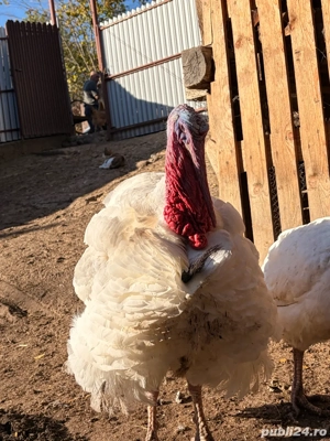 curcani de vanzare - imagine 4