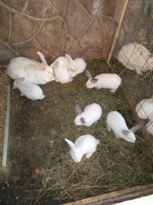 Vand iepuroaice cu pui - imagine 2