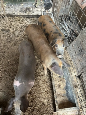 disponibili  - imagine 2