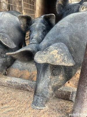 disponibili  - imagine 3