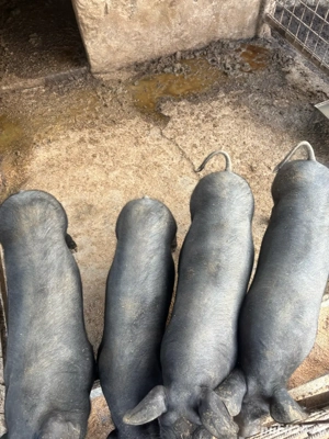 disponibili  - imagine 4