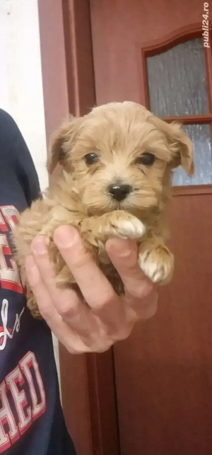 Baietel Maltipoo rasa pura - imagine 3