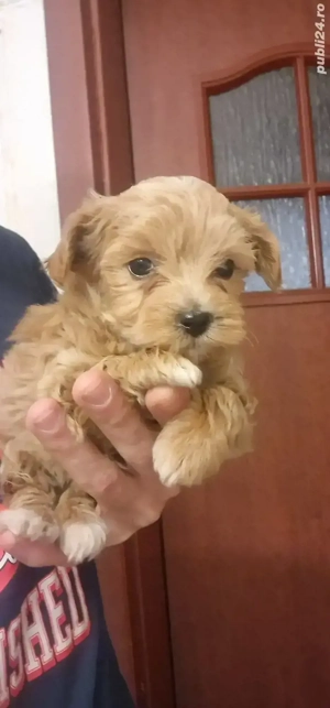 Baietel Maltipoo rasa pura - imagine 2