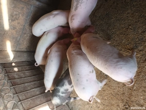 vand purcei - imagine 3