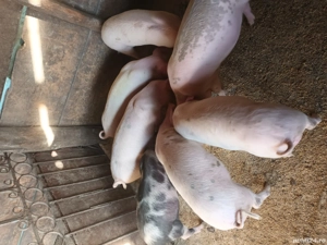 vand purcei - imagine 4