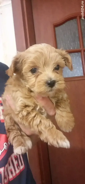 Baietel Maltipoo rasa pura
