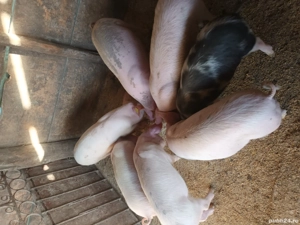 vand purcei - imagine 2