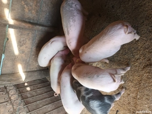 vand purcei - imagine 5