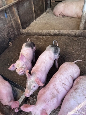 Vand porci - imagine 4