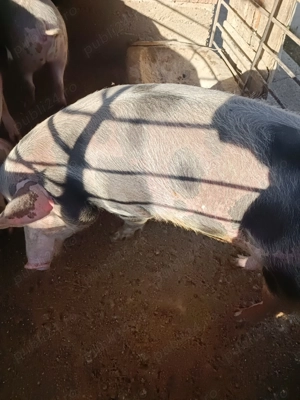 Porci de carne - imagine 2