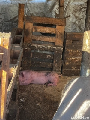 Vand porci - imagine 2