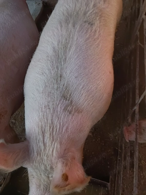 Porci de carne - imagine 3