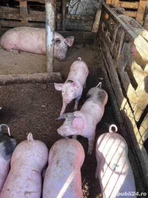 Vand porci - imagine 3