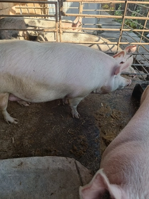 Porci de carne - imagine 4