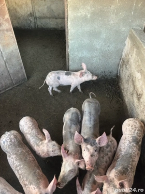 Purcei de vanzare - imagine 4