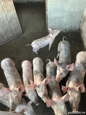 Porci de vanzare  - imagine 3
