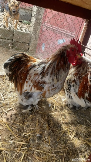 vând sau schimb cu alte animale cocosi cochinchina pitic