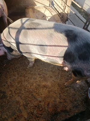 Porci de carne - imagine 5