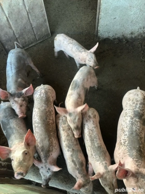 Porci de vanzare 