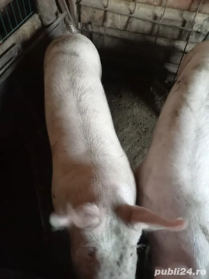 porci de vanzare marle alb