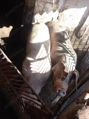 Porci de vânzare 