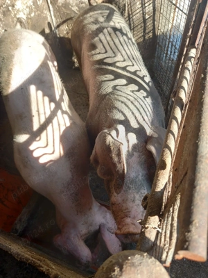 Porci de vânzare  - imagine 2