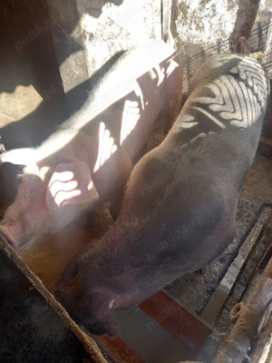 Porci de vânzare  - imagine 4